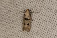 Mirificarma cytisella