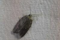 Acleris sparsana