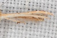 Oxyptilus