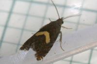 Dichrorampha petiverella