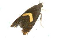 Dichrorampha petiverella