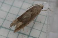 Eucosma conterminana