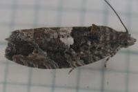 Eudemis profundana