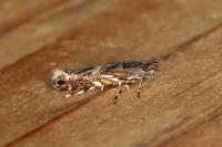 Macrosaccus robiniella