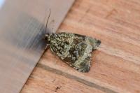 Celypha lacunana