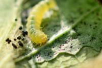 Phyllonorycter trifasciella