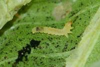 Phyllonorycter trifasciella