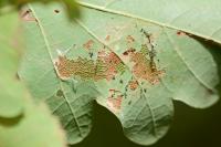 Teleiodes luculella