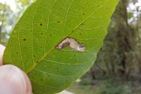 Coptodisca lucifluella