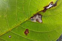 Coptodisca lucifluella