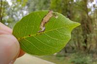 Coptodisca lucifluella