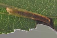 Phyllonorycter strigulatella