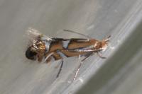 Phyllonorycter strigulatella