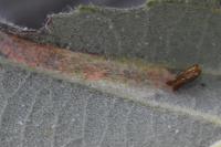 Phyllonorycter strigulatella