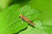 Nematopogon