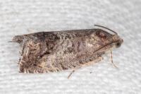 Cydia fagiglandana/splendana