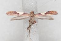 Caloptilia stigmatella