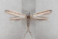Coleophora pulchripennella