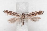 Aristotelia ericinella