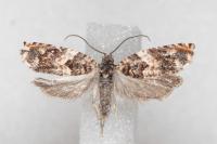 Gypsonoma minutana