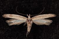 Megacraspedus lanceolellus