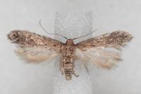 Stomopteryx spathulella