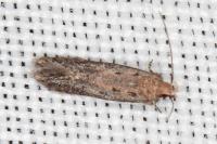 Stomopteryx spathulella