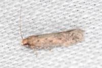 Stomopteryx spathulella