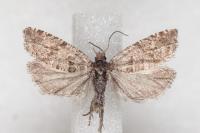 Rhopobota stagnana