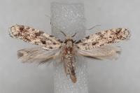 Nemapogon agenjoi