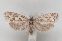 Cnephasia stephensiana