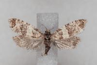 Isotrias rectifasciana
