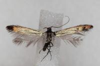 Coleophora alcyonipennella