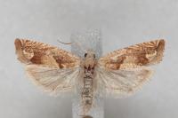 Eucosma conterminana