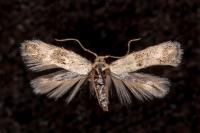Elachista lugdunensis