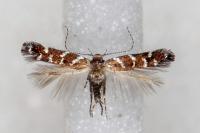 Vulcaniella grabowiella