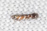 Vulcaniella grabowiella