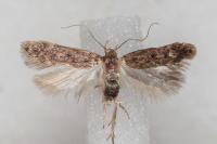Bryotropha senectella