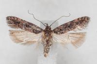 Teleiopsis diffinis