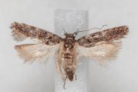 Teleiopsis diffinis