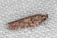 Teleiopsis diffinis