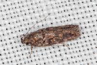 Teleiopsis diffinis