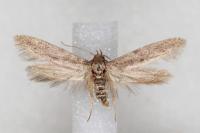 Blastobasis phycidella