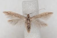 Coleophora texanella