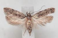 Psoricoptera gibbosella