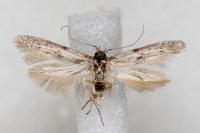 Blastobasis phycidella