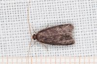 Homaloxestis briantiella