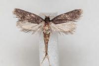 Homaloxestis briantiella
