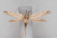 Metzneria hilarella