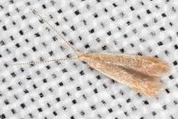 Coleophora adjectella